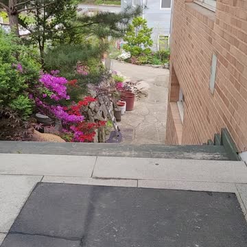 Two young cats climb the stairs