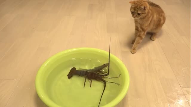 Cat vs. Lobster