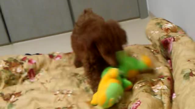 A fight between baby poodle and baby crocodile