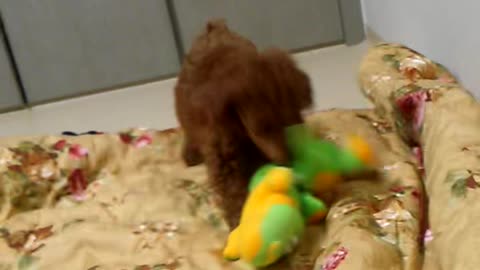 A fight between baby poodle and baby crocodile