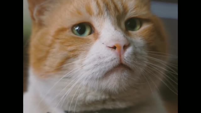 The most funny and very naughty cat😺😺😺😘😘😘😘😽😽😽