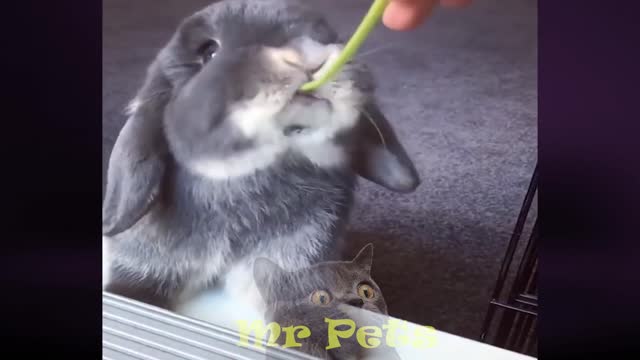 Cute bunny Eating