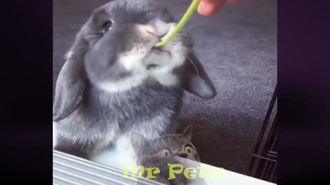 Cute bunny Eating