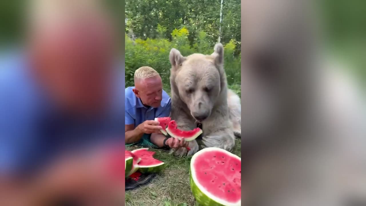 Hungry Bear eating Watermelon in Nature 🐻🍉