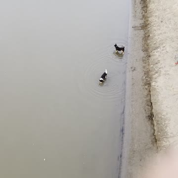 Funny dogs on river 2