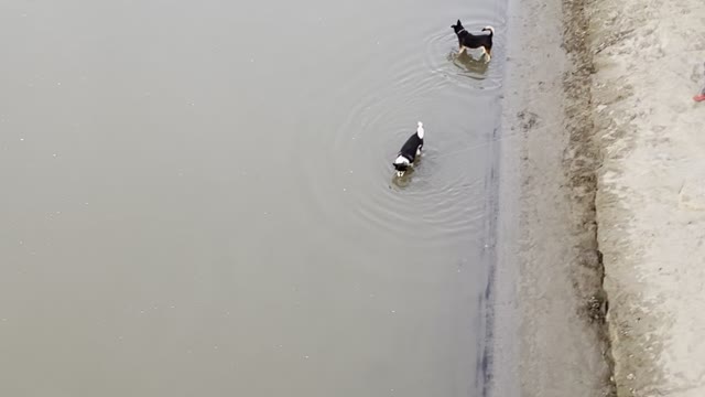 Funny dogs on river 2