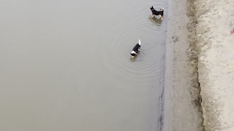 Funny dogs on river 2