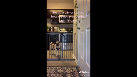 TikTok funny animals