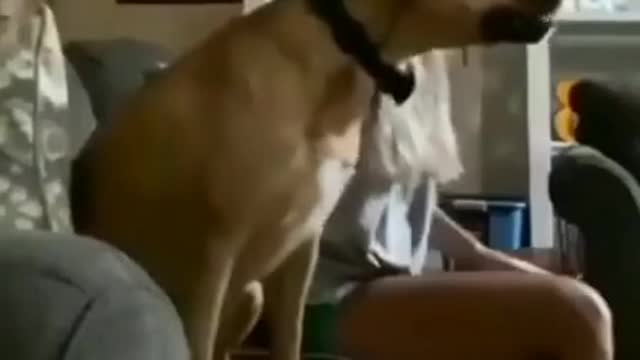 Cachorro torcedor comemora