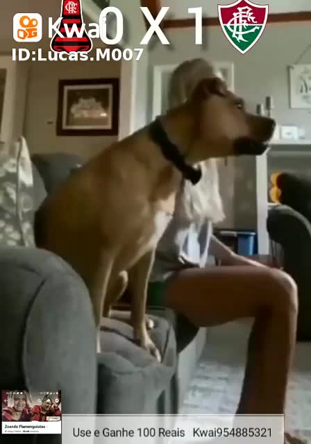 Cachorro torcedor comemora