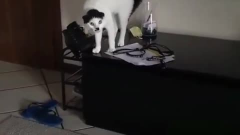 Funny cat