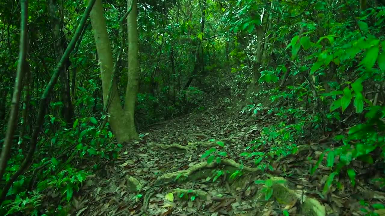 Healing music in the forest that clears the head🎶 Relaxing music, birdsong and harp playing