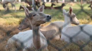 The gazelle and its owners relax