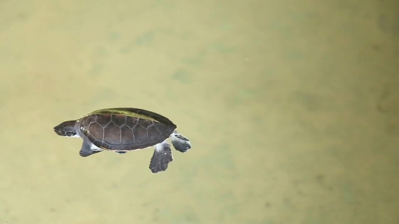 Baby turtles swimming in a pool at a turtle hatchery in Sri Lanka