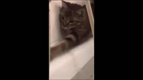 Funny Cats React to Catnip