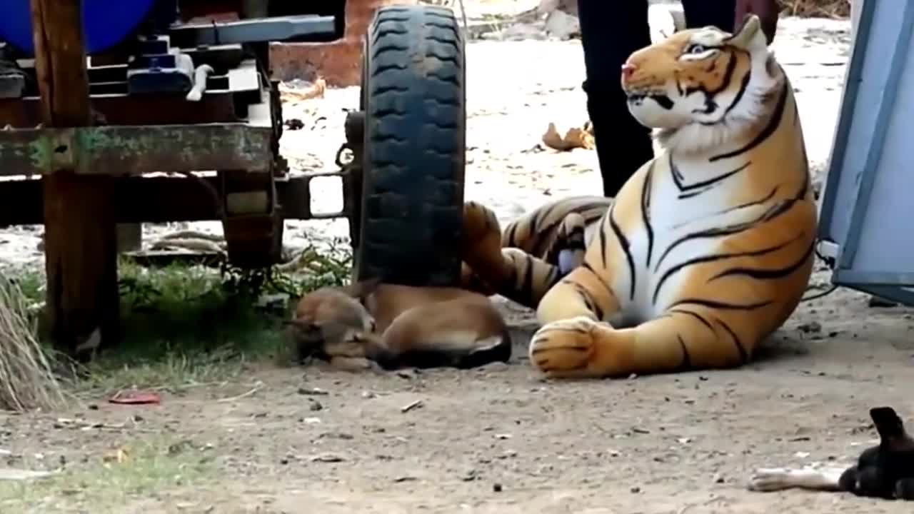 Dog Funny & fake Lion and Tiger prank to dog