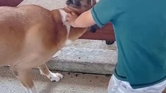 So beautiful friendship dog cow and little kid