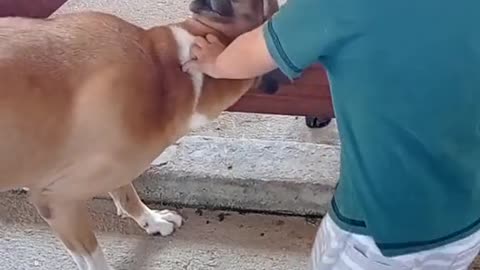 So beautiful friendship dog cow and little kid