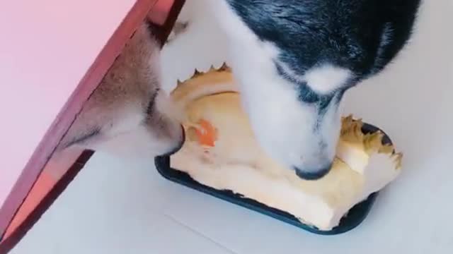 Husky stole durian