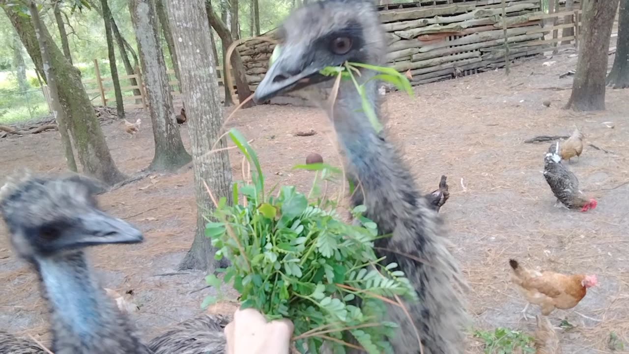 Banana and Walnut getting an edible Bouquet