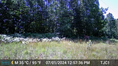 Doe and Nursing Fawn