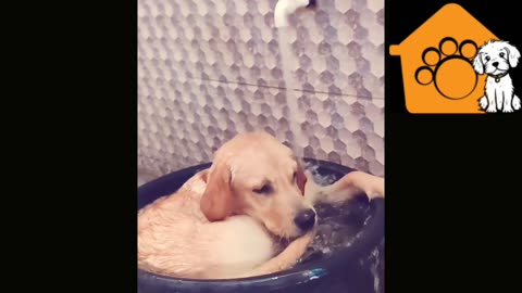 Dog taking bath on tub