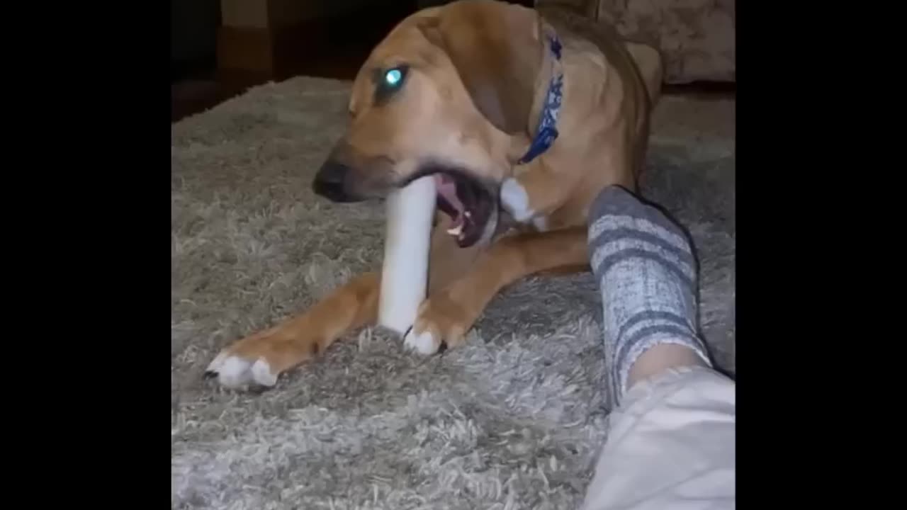 Funniest Animals 🐧 - Best Of The 2024 Funny Animal Videos 😁 - Cutest Animals Ever