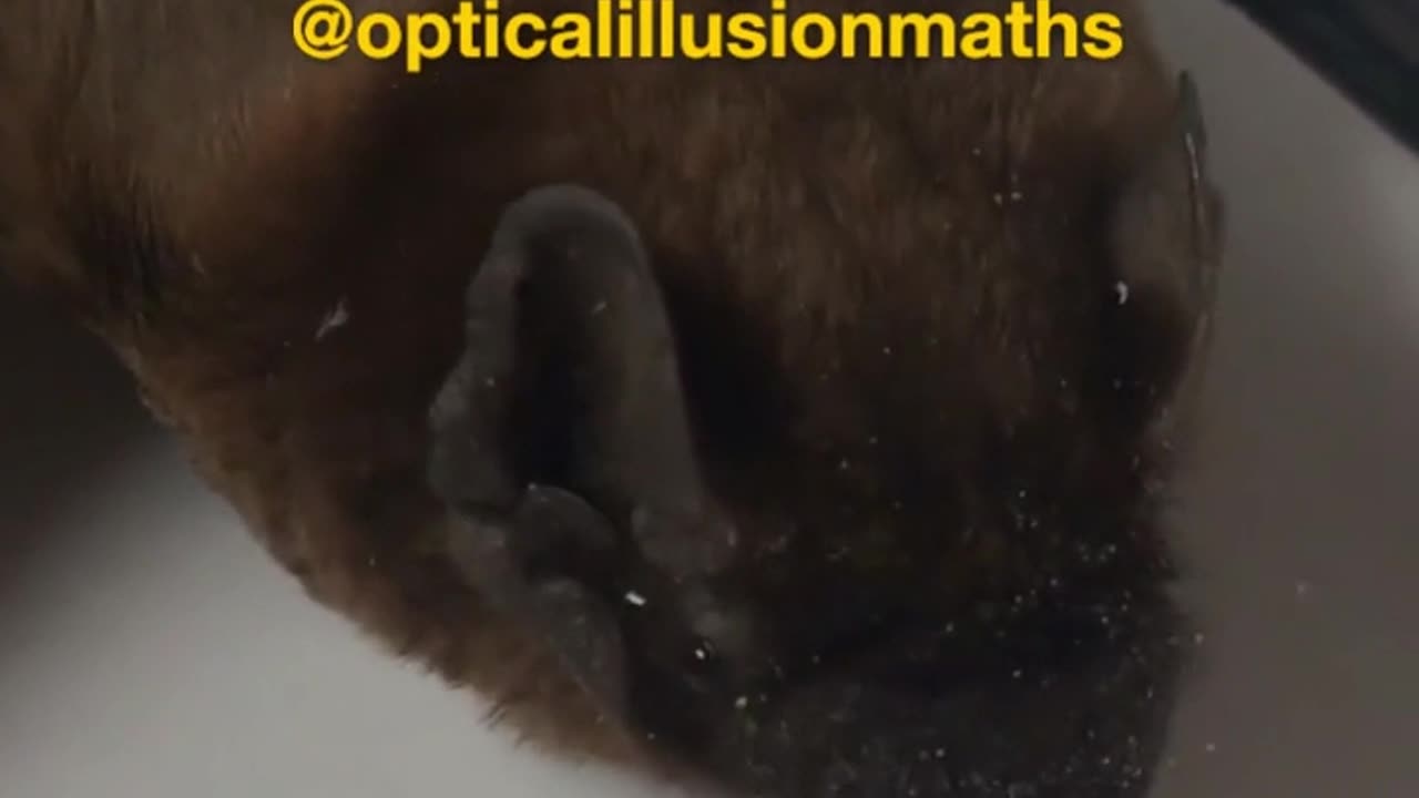 Bats