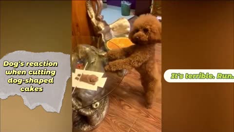 Scare the dog