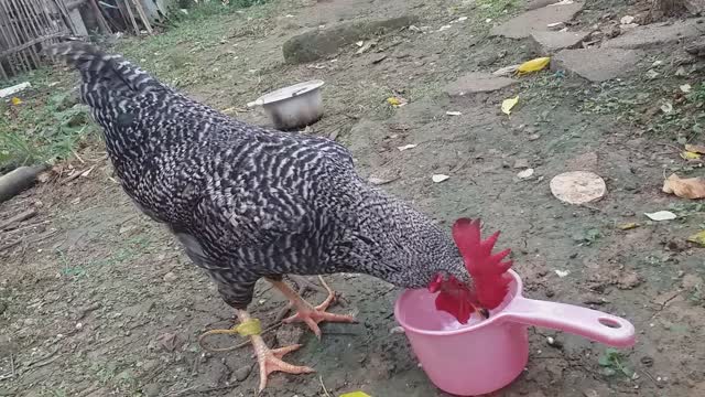 DRINKING ROOSTER