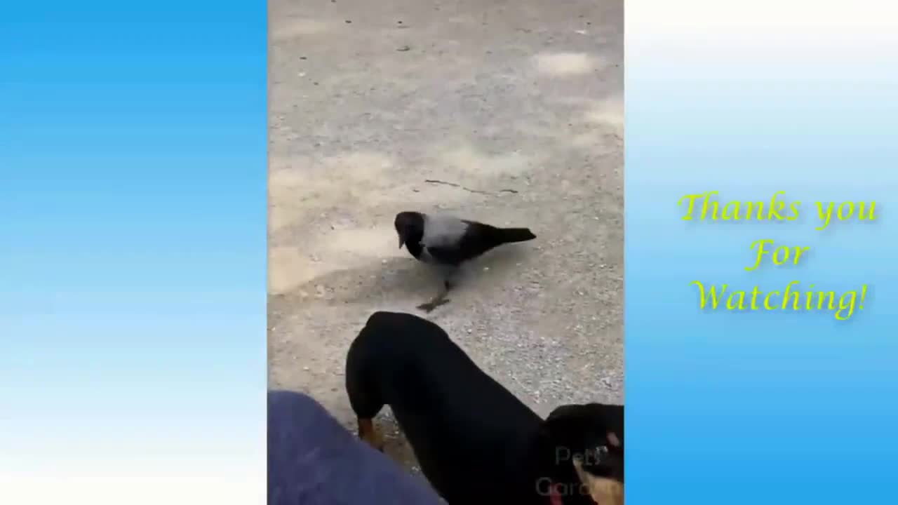 Bird Teases Dog