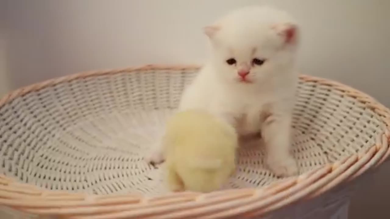 Kittens walk with a tiny chicken