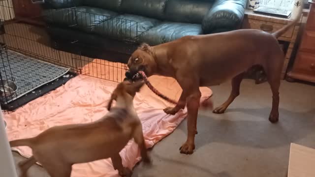 Smart Dog Uses Pup's Toy To Lure Her Off His Couch