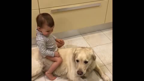 Funny baby and golden hungry dog