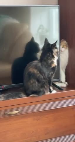 The police are coming. Run and hide 😂😂