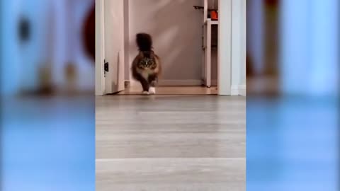 CUTE & FUNNY DOG VS CAT, Funny Animal Videos Compilation, Funniest Animals #cuteanimals