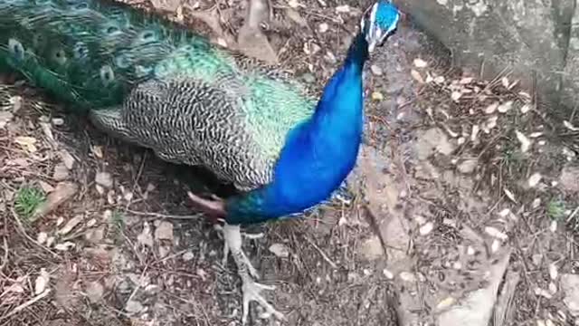 Beautiful birds and animals