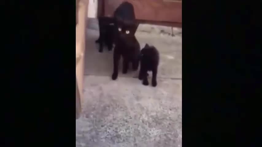 The cat loves its wrong child