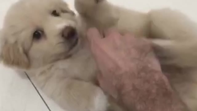 How Could This Puppy!