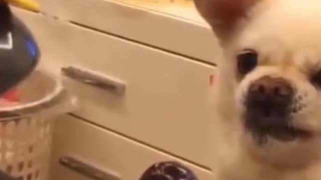 Cute dog /dogs got angry