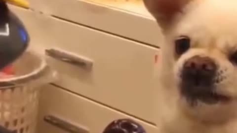 Cute dog /dogs got angry