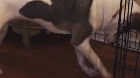 White and grey dog trying to get treats out of pink cone toy