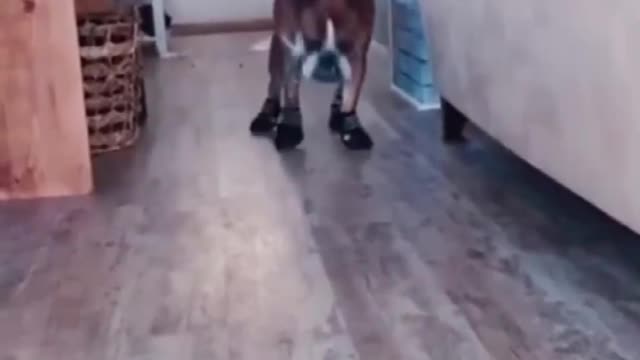 Top Funny Cute Dog Videos and TIKTOK Compilation
