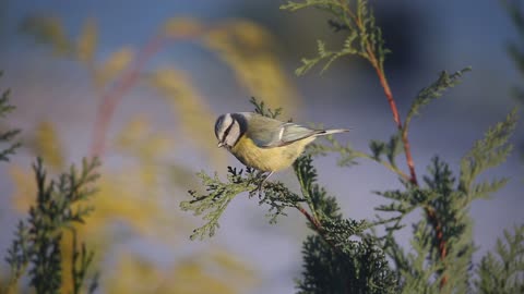 The beautiful bird with its bright colors moves