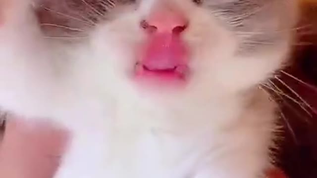 Super Funny Animal Video that Will Make You Laugh Out Loud