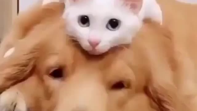 Friends if you like