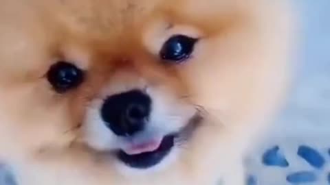 Funny Pets Moment #22