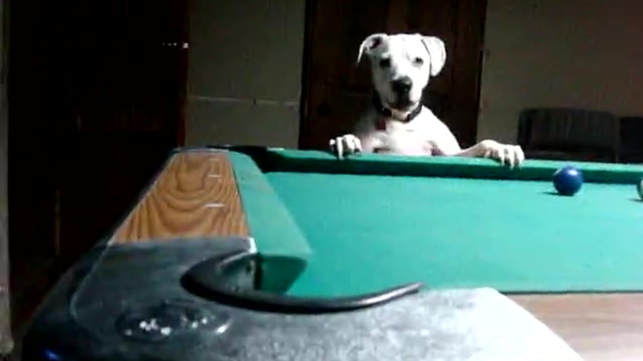 Talented Dog Reveals Impressive Billiards Trick Shots