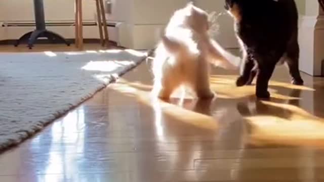 top funny cats videos