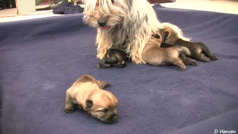 Cairn Terrier's 2 Week Old Puppies